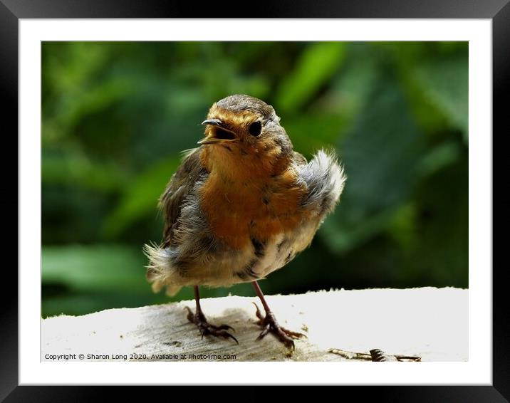 A Singing Robin Red Breast Framed Mounted Print by Photography by Sharon Long 