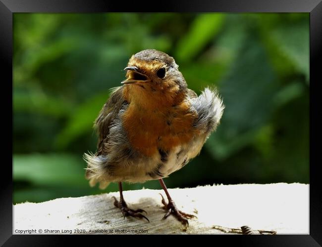 A Singing Robin Red Breast Framed Print by Photography by Sharon Long 
