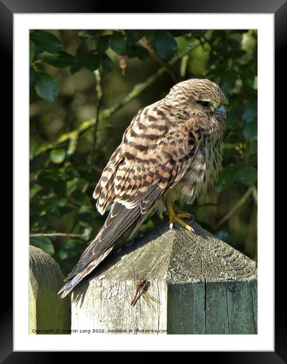 The Kestrel and The Dragonfly Framed Mounted Print by Photography by Sharon Long 