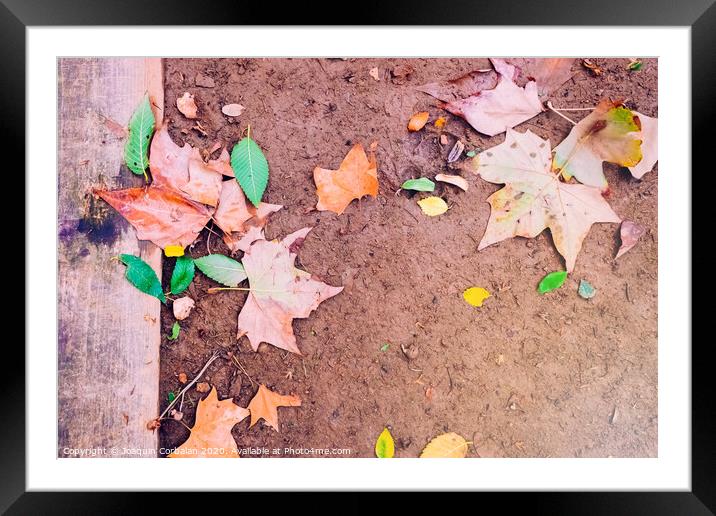 Ground muddy with dry leaves after the first rains of autumn, copy space to use as background. Framed Mounted Print by Joaquin Corbalan