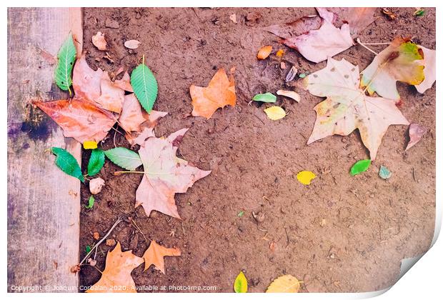 Ground muddy with dry leaves after the first rains of autumn, copy space to use as background. Print by Joaquin Corbalan