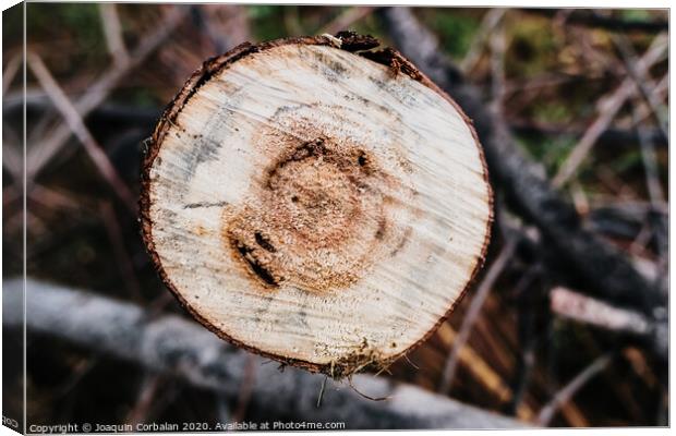 Detail of the rings of a sawed tree trunk. Canvas Print by Joaquin Corbalan