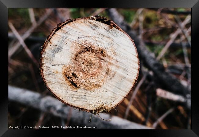 Detail of the rings of a sawed tree trunk. Framed Print by Joaquin Corbalan