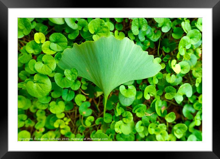 Different leaf on the ground covered with seedlings, sticking out. Framed Mounted Print by Joaquin Corbalan