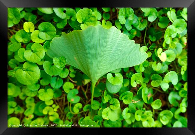 Different leaf on the ground covered with seedlings, sticking out. Framed Print by Joaquin Corbalan