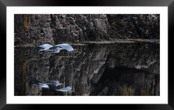 Heron flying over crystal clear waters  Framed Mounted Print by mary spiteri