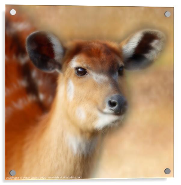 Sitatunga - Pictorial Acrylic by Peter Lovatt  LRPS