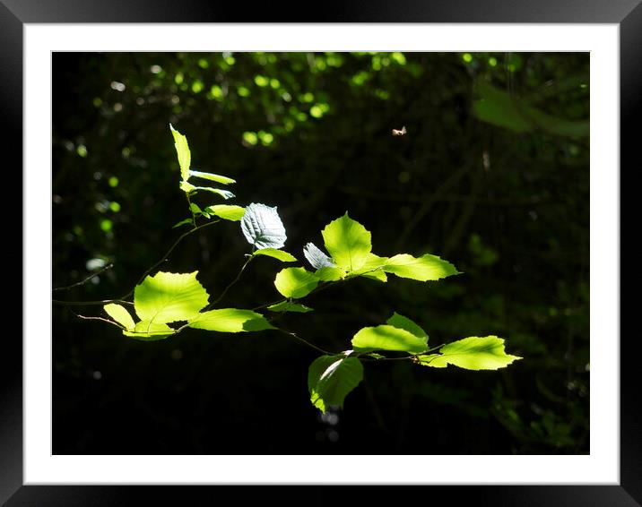 Leaves And Hover Fly Framed Mounted Print by Clive Eariss