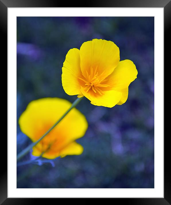 Yellow flower Framed Mounted Print by Hassan Najmy