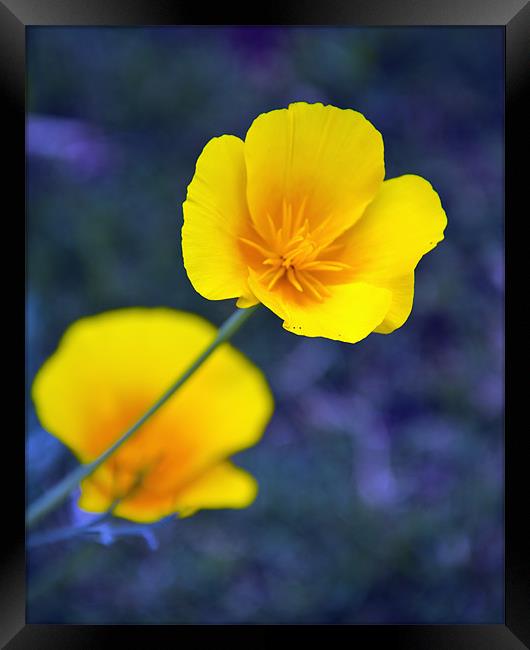 Yellow flower Framed Print by Hassan Najmy