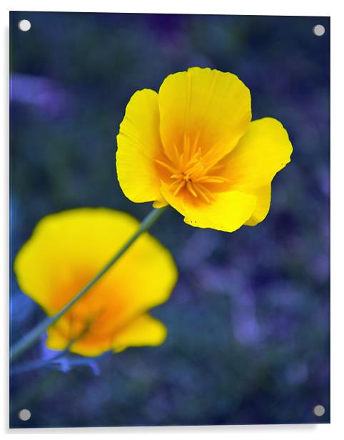 Yellow flower Acrylic by Hassan Najmy
