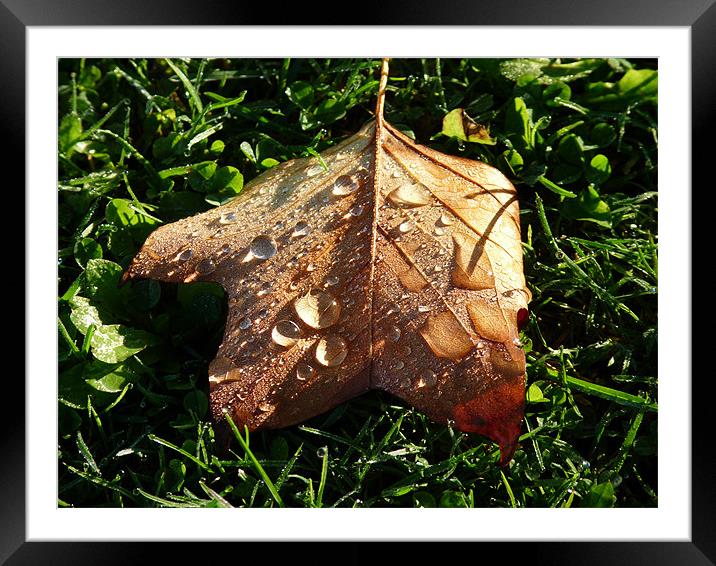 Autumn Dew Framed Mounted Print by susan potter