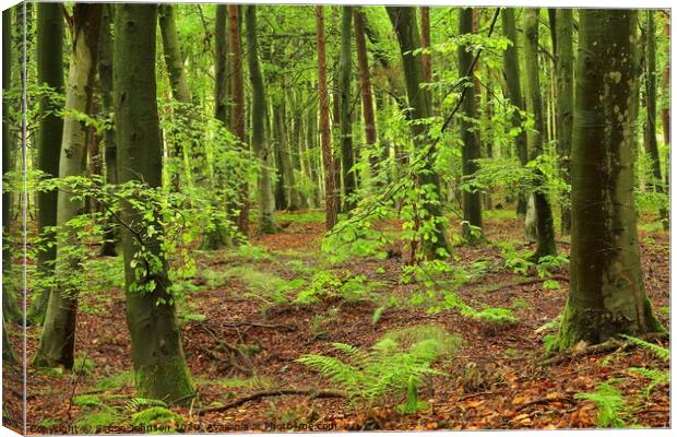 Beech Woodland Canvas Print by Simon Johnson