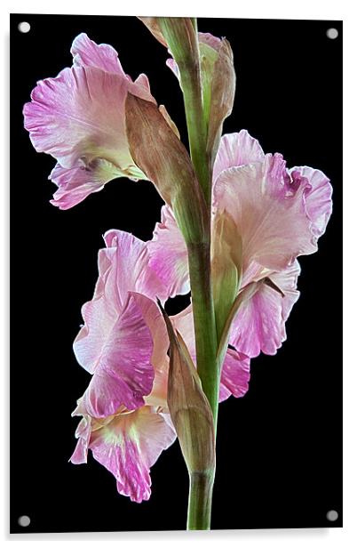 Pink Gladiolus Acrylic by Ann Garrett