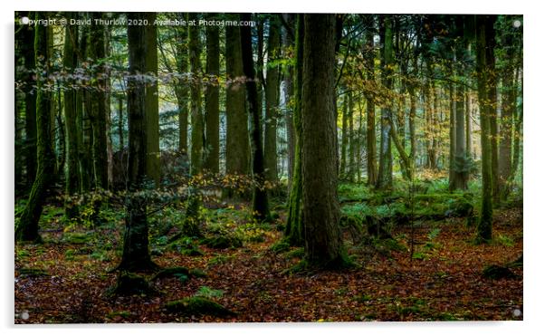 Beddgelert Forest Acrylic by David Thurlow