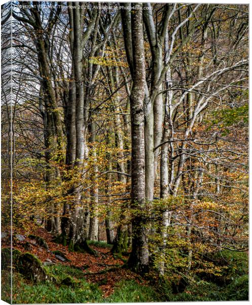 Riverside Trees Canvas Print by David Thurlow