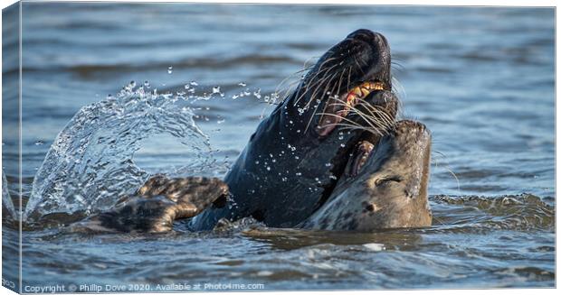 Grey Seals at play Canvas Print by Phillip Dove LRPS