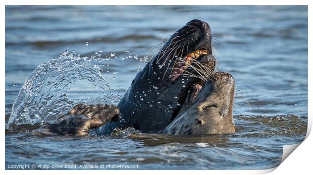 Grey Seals at play Print by Phillip Dove LRPS