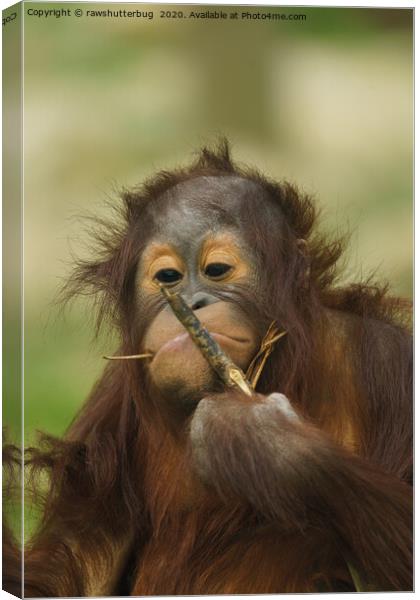 Funny Orangutan Baby Girl Canvas Print by rawshutterbug 