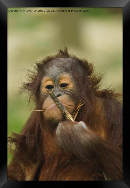 Funny Orangutan Baby Girl Framed Print by rawshutterbug 