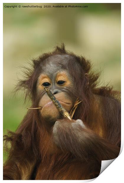 Funny Orangutan Baby Girl Print by rawshutterbug 