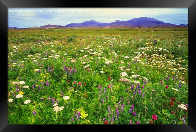Wild flowers of the Machair, North Uist Framed Print by Navin Mistry