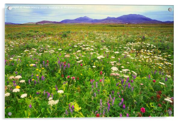 Wild flowers of the Machair, North Uist Acrylic by Navin Mistry