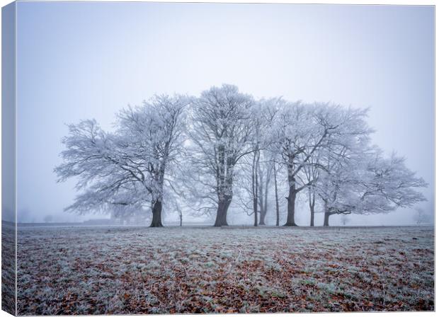 frosty winter trees near Knaresborough Canvas Print by mike morley