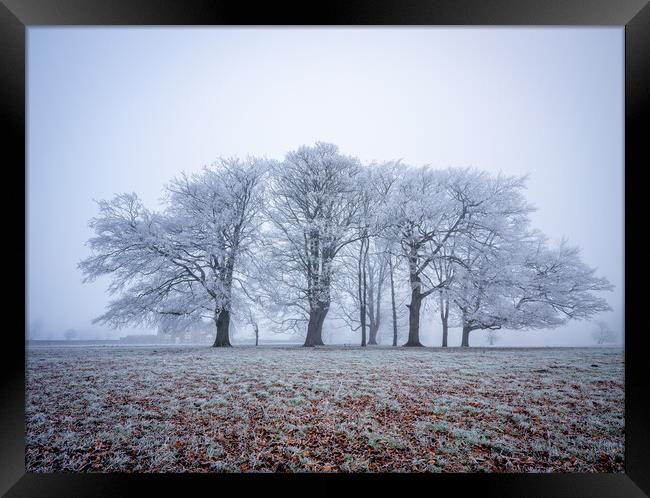 frosty winter trees near Knaresborough Framed Print by mike morley