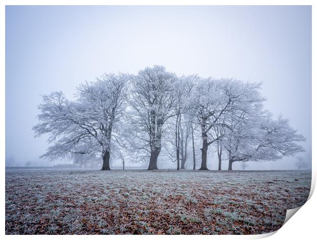 frosty winter trees near Knaresborough Print by mike morley