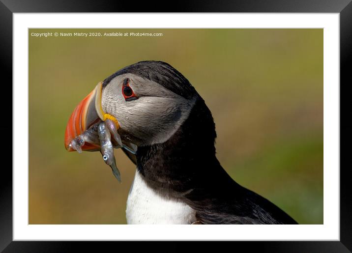 A Puffin with sand eels  Framed Mounted Print by Navin Mistry