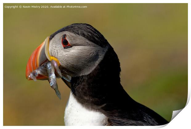 A Puffin with sand eels  Print by Navin Mistry
