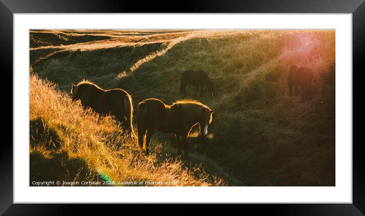 Icelandic landscapes, sunset in a meadow with horses grazing  backlight Framed Mounted Print by Joaquin Corbalan