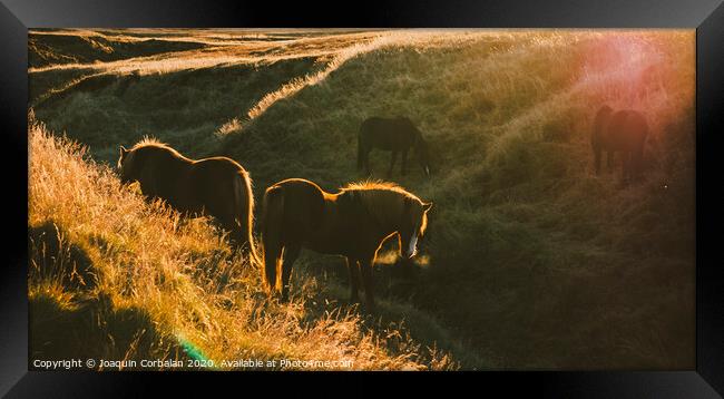 Icelandic landscapes, sunset in a meadow with horses grazing  backlight Framed Print by Joaquin Corbalan