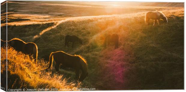 Icelandic landscapes, sunset in a meadow with horses grazing  backlight Canvas Print by Joaquin Corbalan