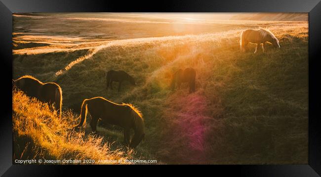 Icelandic landscapes, sunset in a meadow with horses grazing  backlight Framed Print by Joaquin Corbalan
