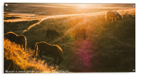 Icelandic landscapes, sunset in a meadow with horses grazing  backlight Acrylic by Joaquin Corbalan