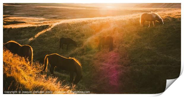 Icelandic landscapes, sunset in a meadow with horses grazing  backlight Print by Joaquin Corbalan
