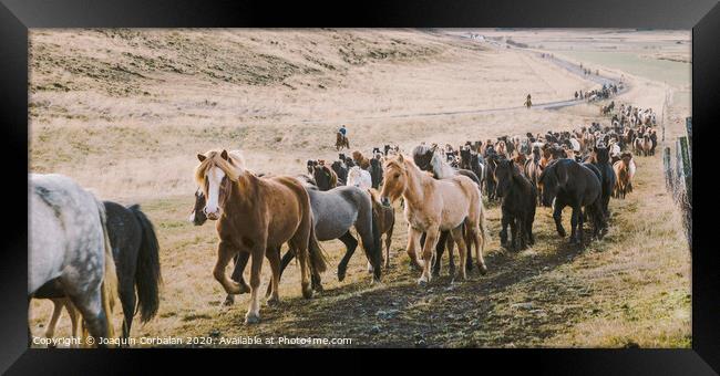 Herd of lovely Icelandic horses riding towards the meeting at the farm Framed Print by Joaquin Corbalan