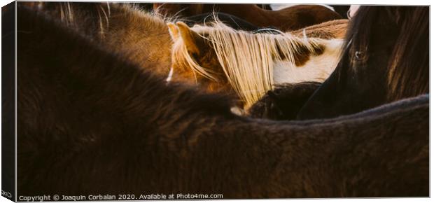 Loins and mane of many Icelandic horses together. Canvas Print by Joaquin Corbalan