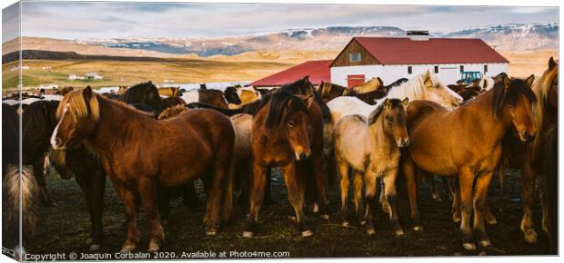 Herd of precious Icelandic horses gathered in a farm. Canvas Print by Joaquin Corbalan