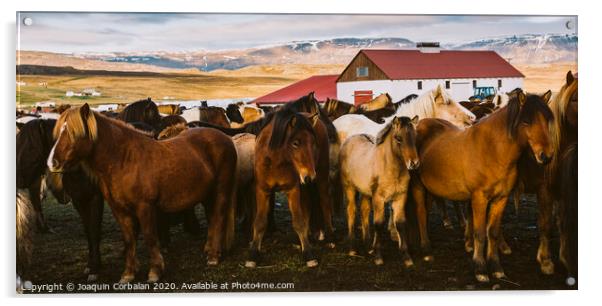 Herd of precious Icelandic horses gathered in a farm. Acrylic by Joaquin Corbalan