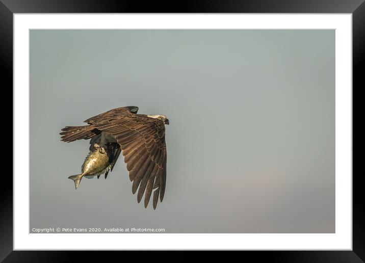 Osprey with fish Framed Mounted Print by Pete Evans