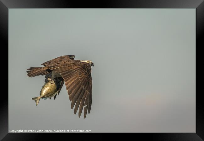 Osprey with fish Framed Print by Pete Evans