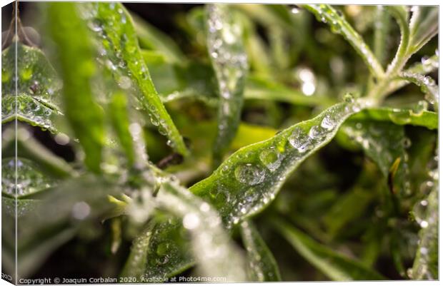 Rosemary macro, Rosmarinus officinalis, covered with drops of dew Canvas Print by Joaquin Corbalan