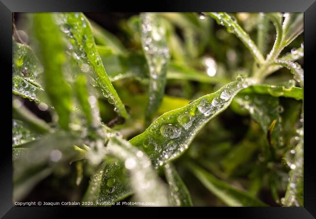 Rosemary macro, Rosmarinus officinalis, covered with drops of dew Framed Print by Joaquin Corbalan