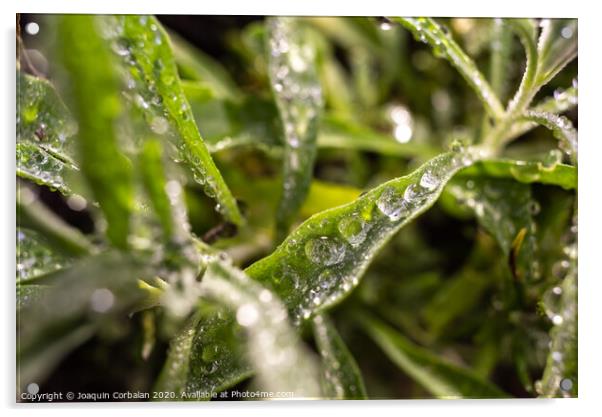 Rosemary macro, Rosmarinus officinalis, covered with drops of dew Acrylic by Joaquin Corbalan