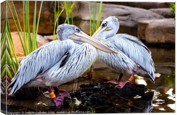 Pair of pink pelicans in a pond. Pelecanus rufescens. Canvas Print by Joaquin Corbalan