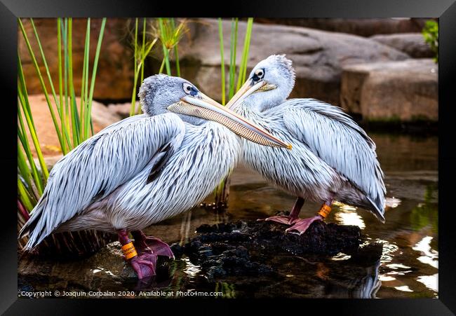 Pair of pink pelicans in a pond. Pelecanus rufescens. Framed Print by Joaquin Corbalan