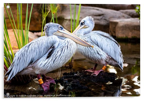 Pair of pink pelicans in a pond. Pelecanus rufescens. Acrylic by Joaquin Corbalan